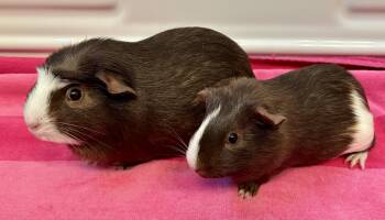 Rescue Guinea Pig Guinea Pigs for Adoption in Sauk Village, Illinois - Maisie And Maya Bonded Pair | PetCurious